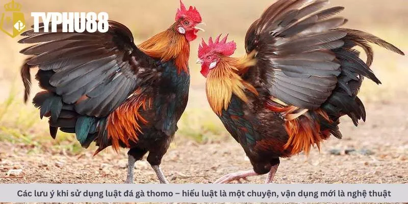 Các lưu ý khi sử dụng luật đá gà thomo