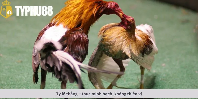 Tỷ lệ thắng thua minh bạch
