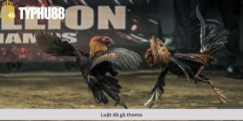 luật đá gà thomo