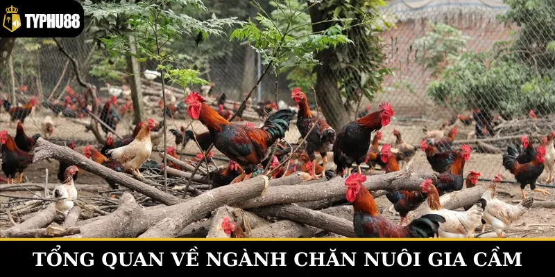 Chuẩn bị trước vật chất và thiết bị rất quan trọng trong kỹ thuật nuôi gà
