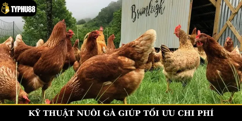 Kỹ thuật nuôi gà